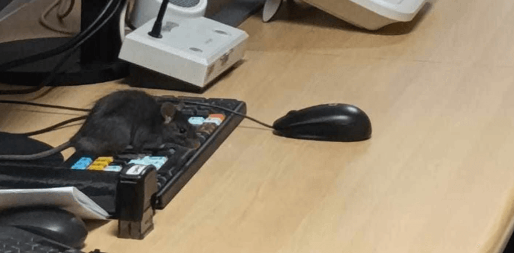 Raton Van buren Raton Van buren