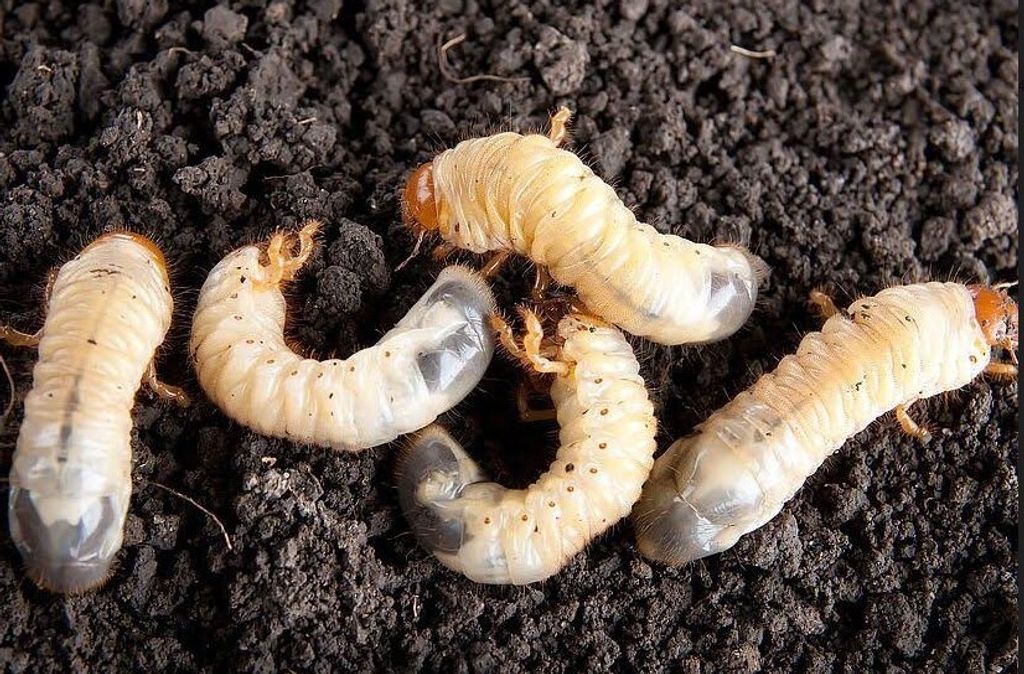 gusano-blanco gusano-blanco