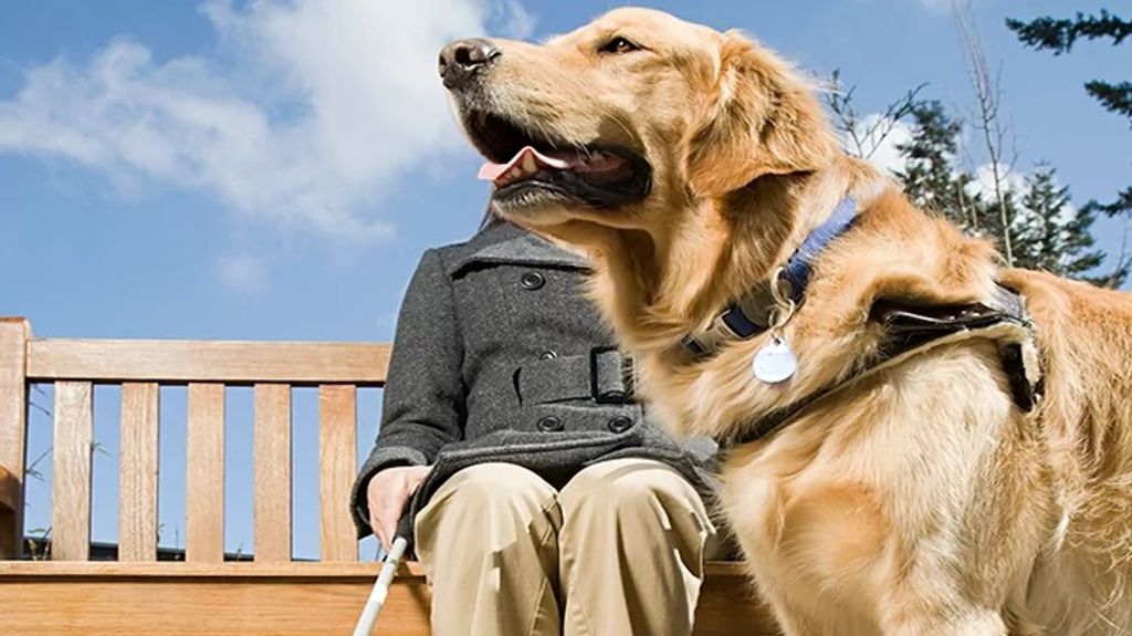 perros-lazarillos perros-lazarillos