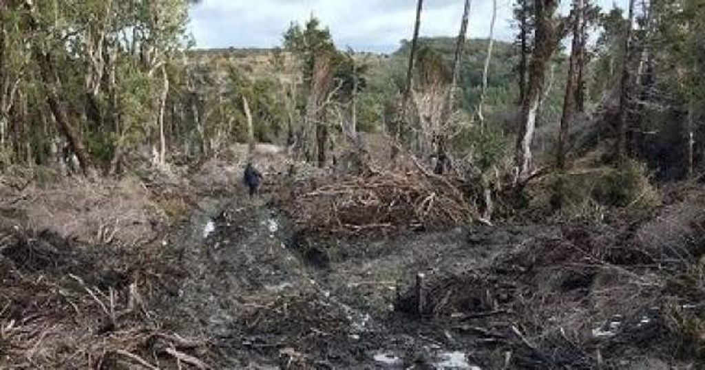 tala ilegal tala ilegal