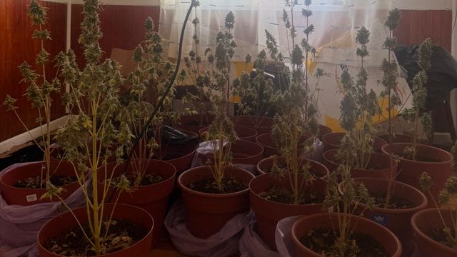 plantas cannabis marihuana plantas cannabis marihuana
