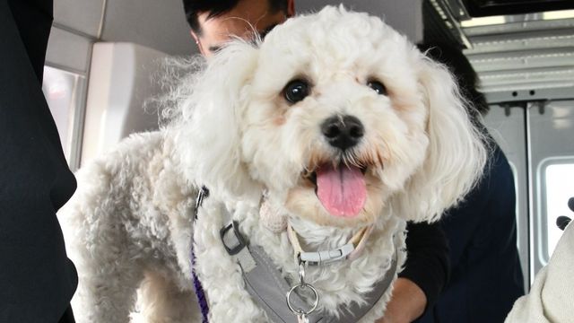 mascotas, perros mascotas, perros