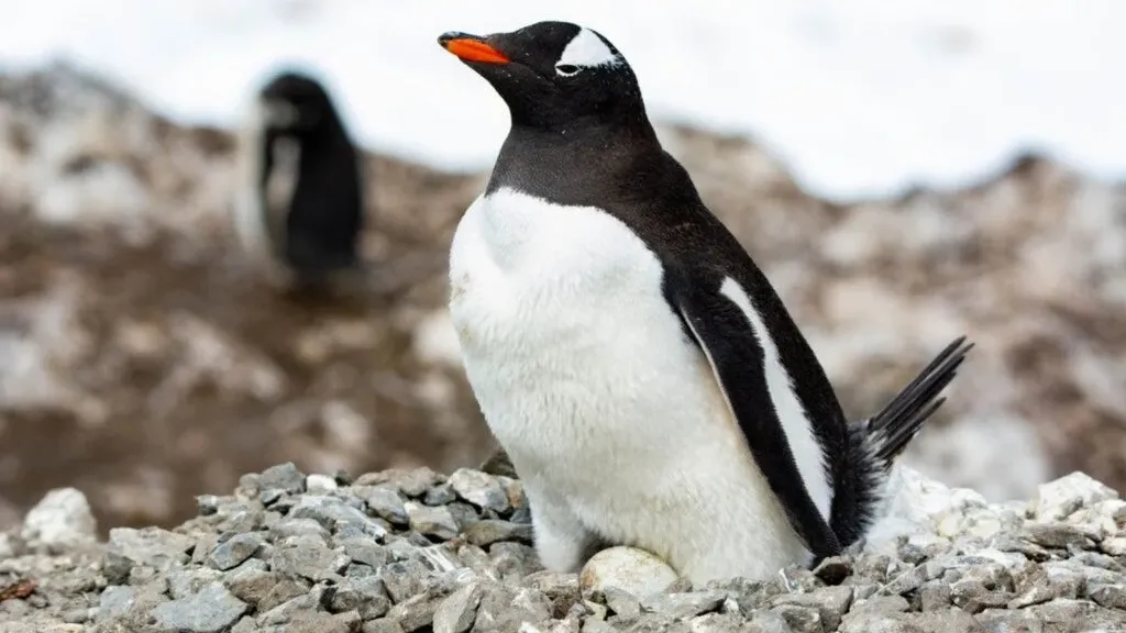 Pingüino Papúa
