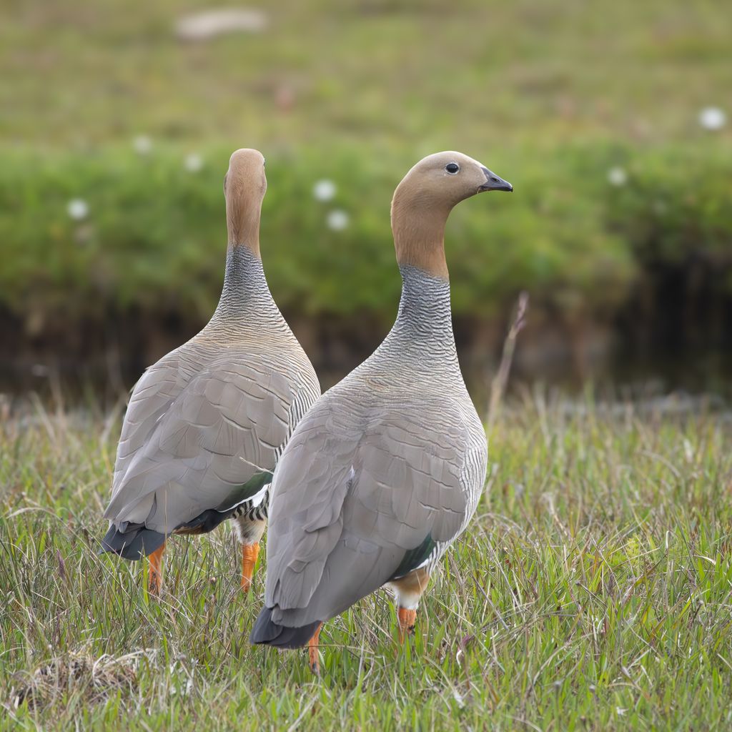 4N6A3474-Enhanced-NR-3 4N6A3474-Enhanced-NR-3