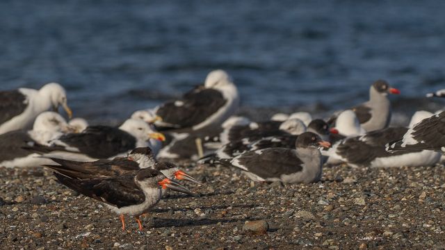Aves Costanera