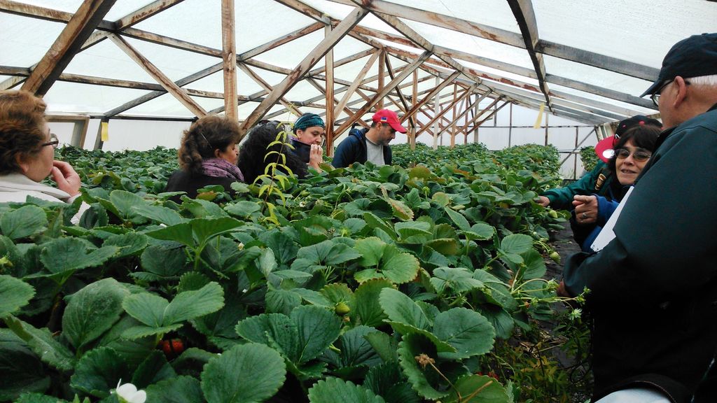 frutillas 2 frutillas 2