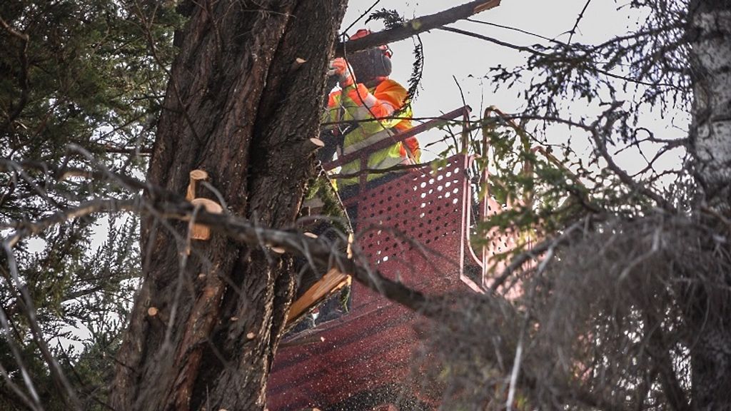 TALA DE CIPRES (4) TALA DE CIPRES (4)