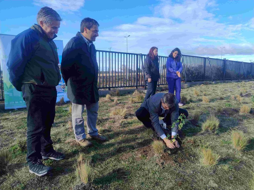 Drector de HCM plantando abedul en sector donde se ejecutará proyecto de arborización Drector de HCM plantando abedul en sector donde se ejecutará proyecto de arborización