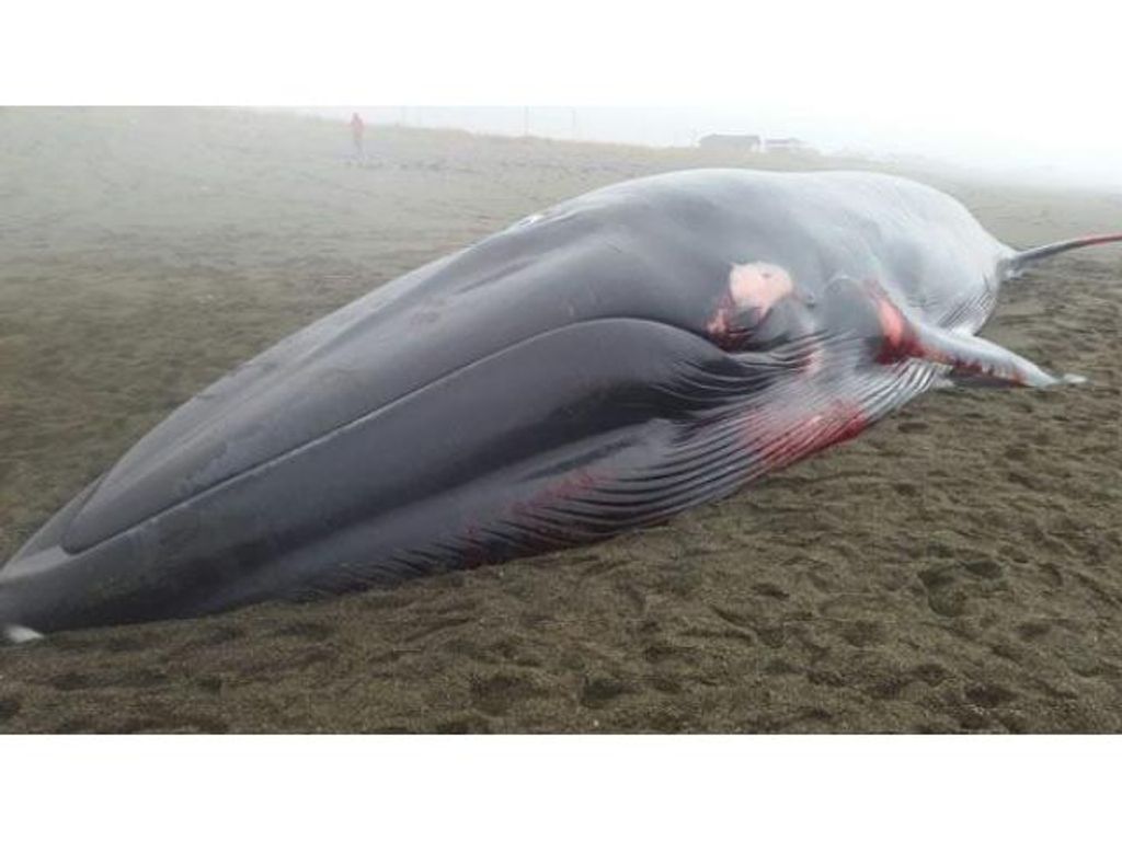 HALLAN BALLENA MUERTA A 30 KILÓMETROS DE RÍO GRANDE HALLAN BALLENA MUERTA A 30 KILÓMETROS DE RÍO GRANDE