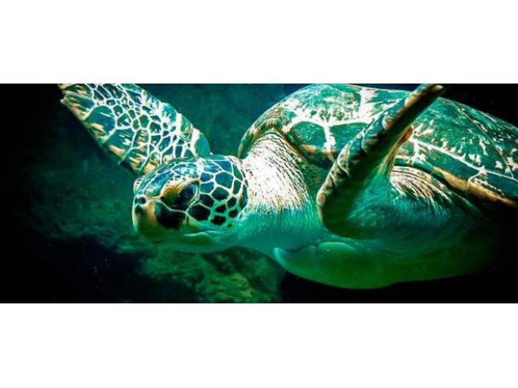 ¿TORTUGAS MARINAS EN MAGALLANES?