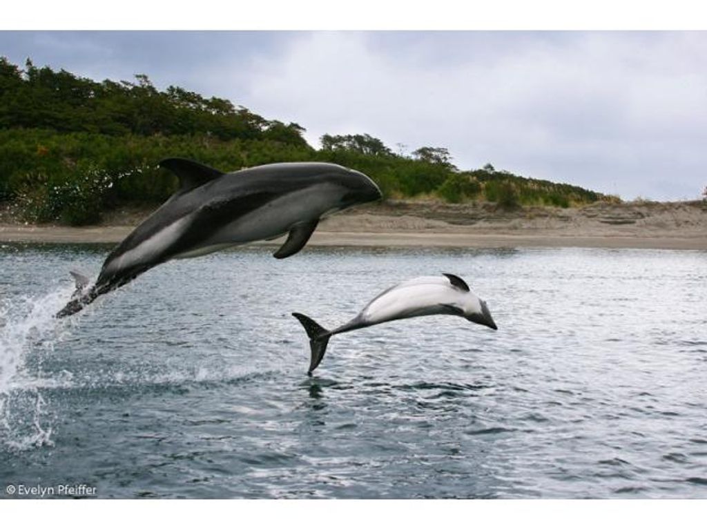 EL SÓNAR DE LOS DELFINES