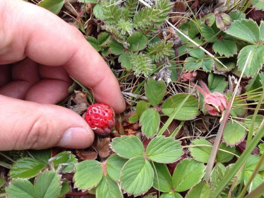 UMAG BUSCA REVITALIZAR PRODUCCIÓN DE FRUTILLA ÚNICA EN EL MUNDO