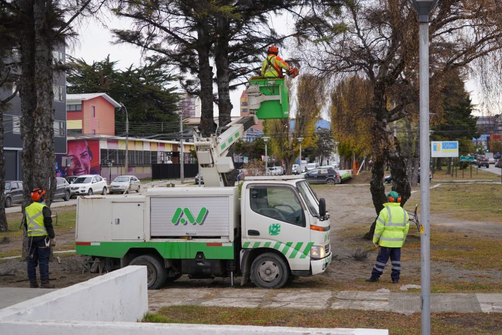 PODA ARBOLADO URBANO 4 PODA ARBOLADO URBANO 4