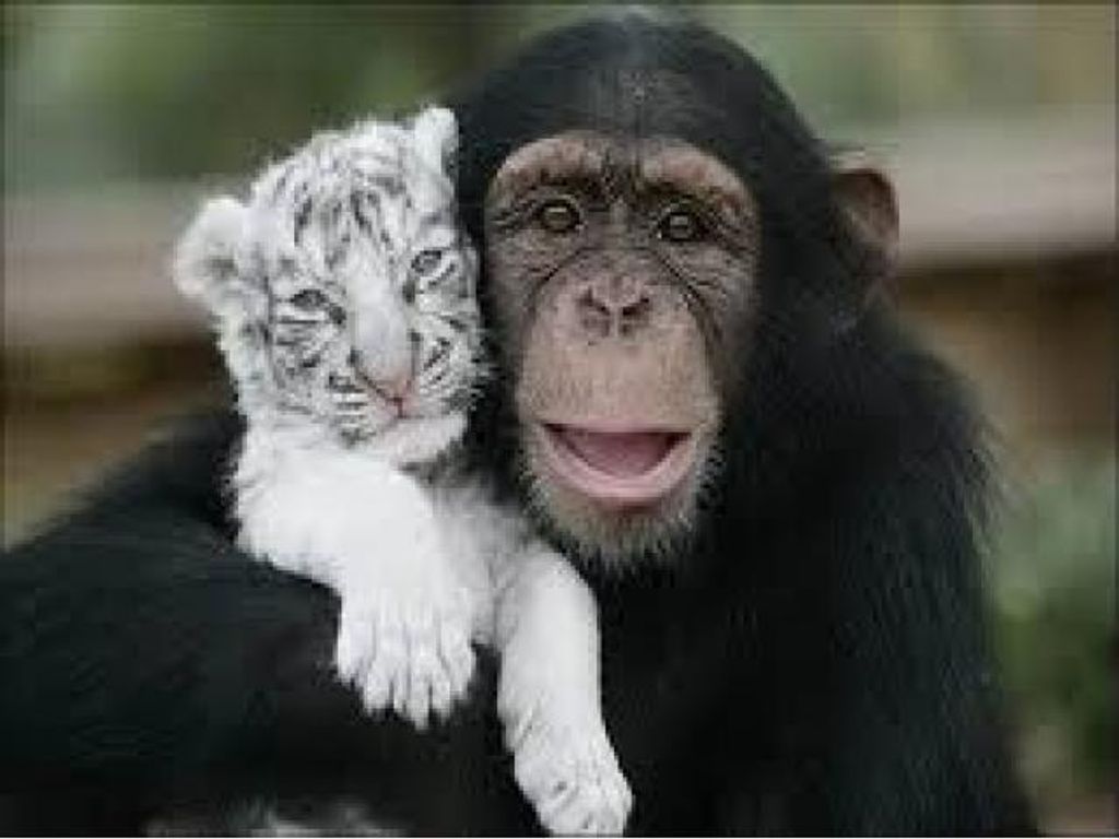 ¿EXISTE LA AMISTAD ENTRE ESPECIES DE ANIMALES? ¿EXISTE LA AMISTAD ENTRE ESPECIES DE ANIMALES?