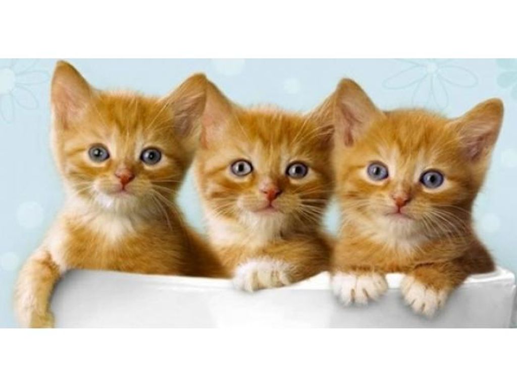 ¿POR QUÉ AGOSTO ES EL MES DE LOS GATOS? ¿POR QUÉ AGOSTO ES EL MES DE LOS GATOS?