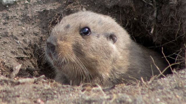 RESERVA PINGÜINO REY RESERVA PINGÜINO REY