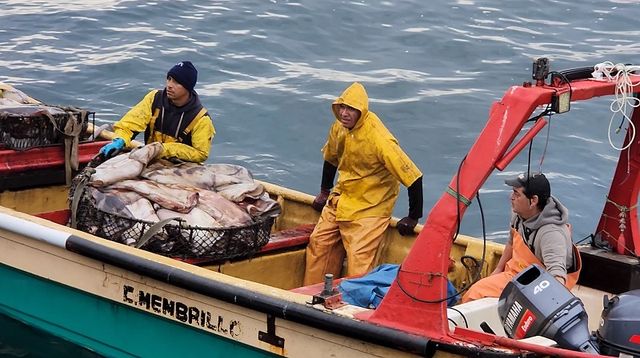 Pesca de la jibia en Valparaíso (7)