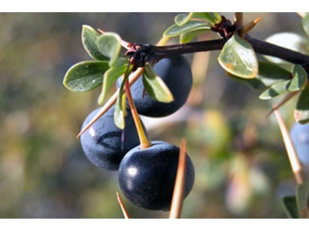 SELECCIONARÁN PLANTAS DE CALAFATE CON MAYOR PODER ANTIOXIDANTE