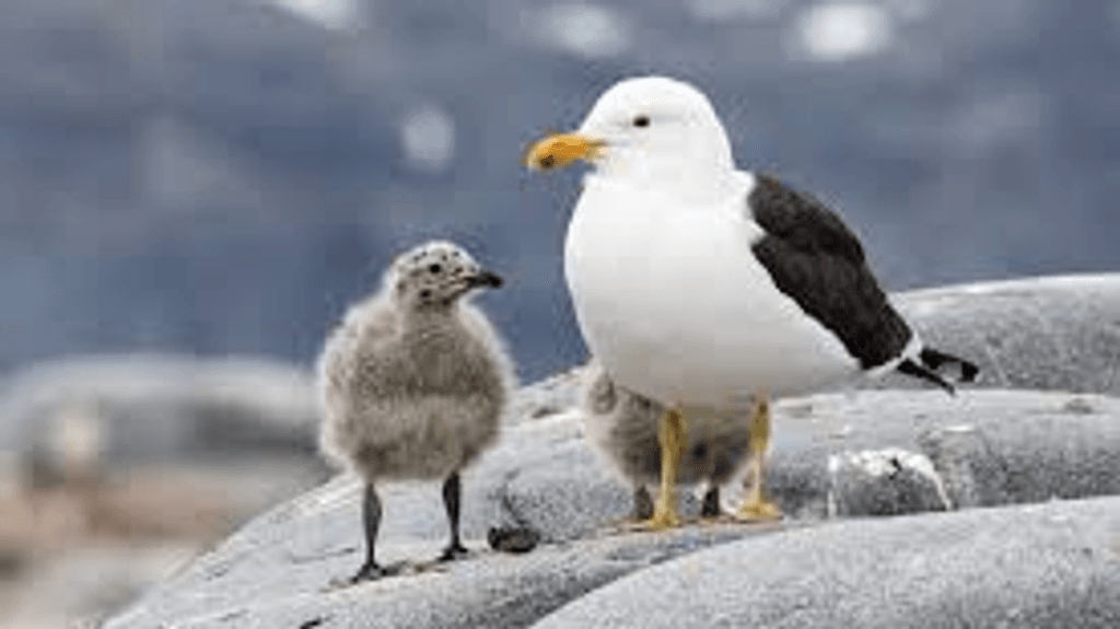GAVIOTAS y polluelo