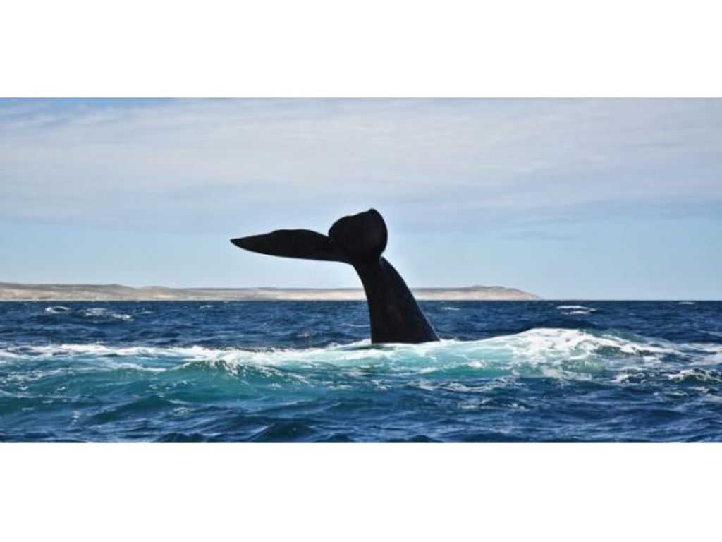 DESCIFRAN ORIGEN DE MISTERIOSO SONIDO SIMILAR AL DE UN PATO EN OCÉANO AUSTRAL