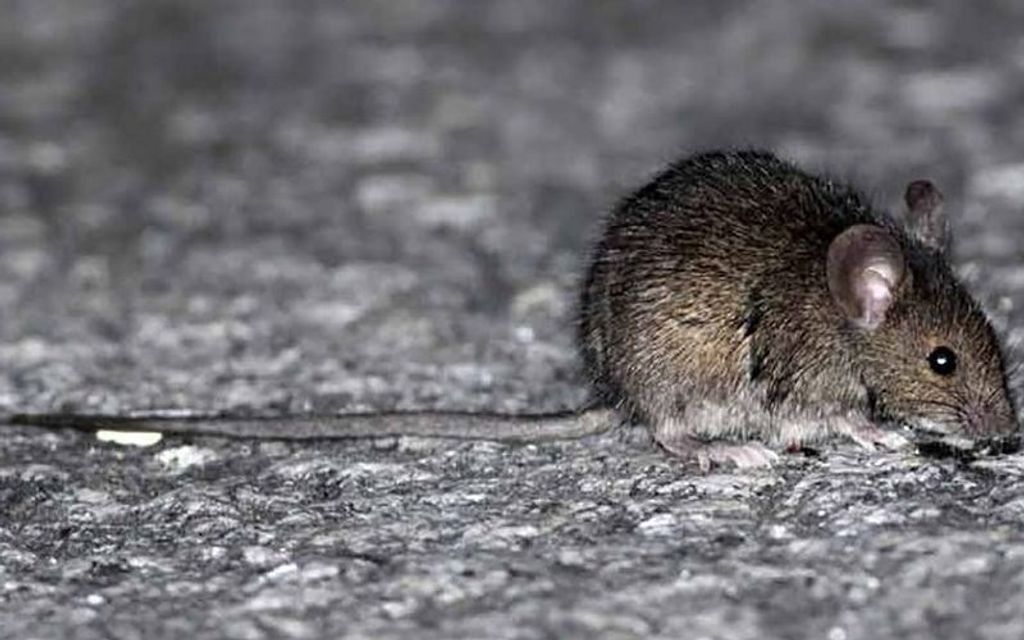 hanta-800x500 hanta-800x500