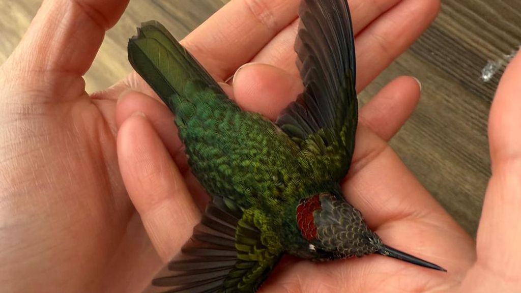 Omora, el colibrí más austral del mundo
