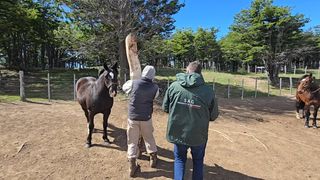 sagcaballosverano sagcaballosverano