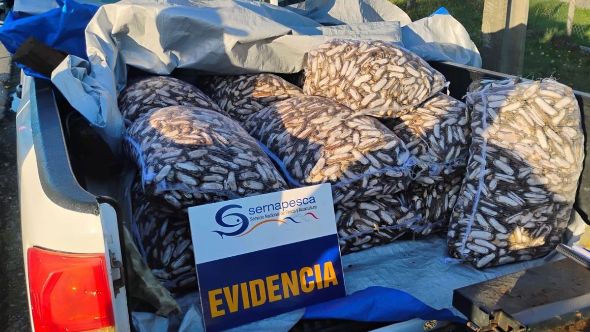 CONTROLES DE SERNAPESCA Y RED SUSTENTA PERMITEN DETECTAR 84,1 TONELADAS DE PRODUCTOS DEL MAR ILEGALES