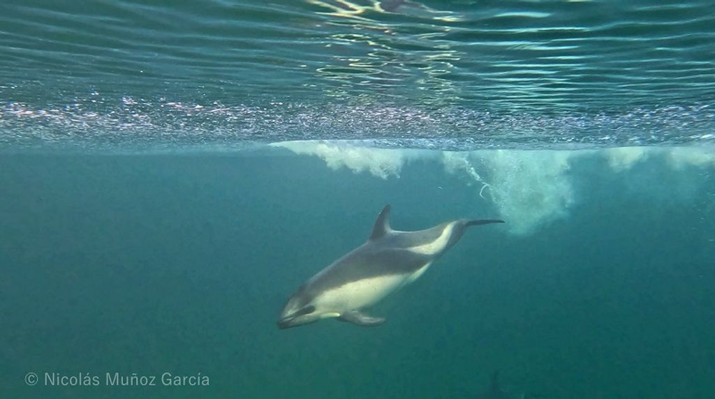 Delfin austral Delfin austral