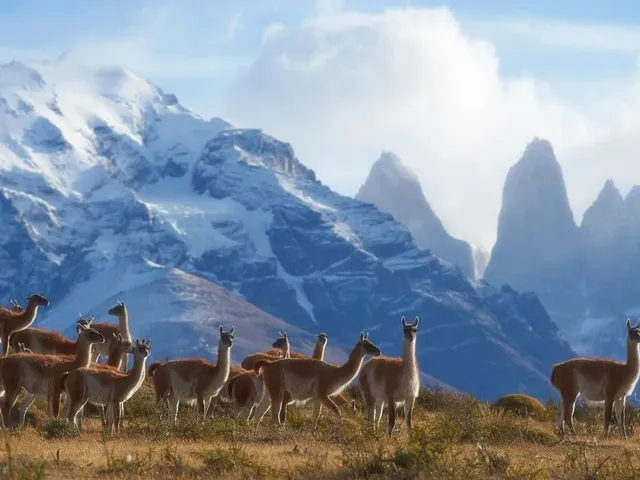 guanacospaine guanacospaine