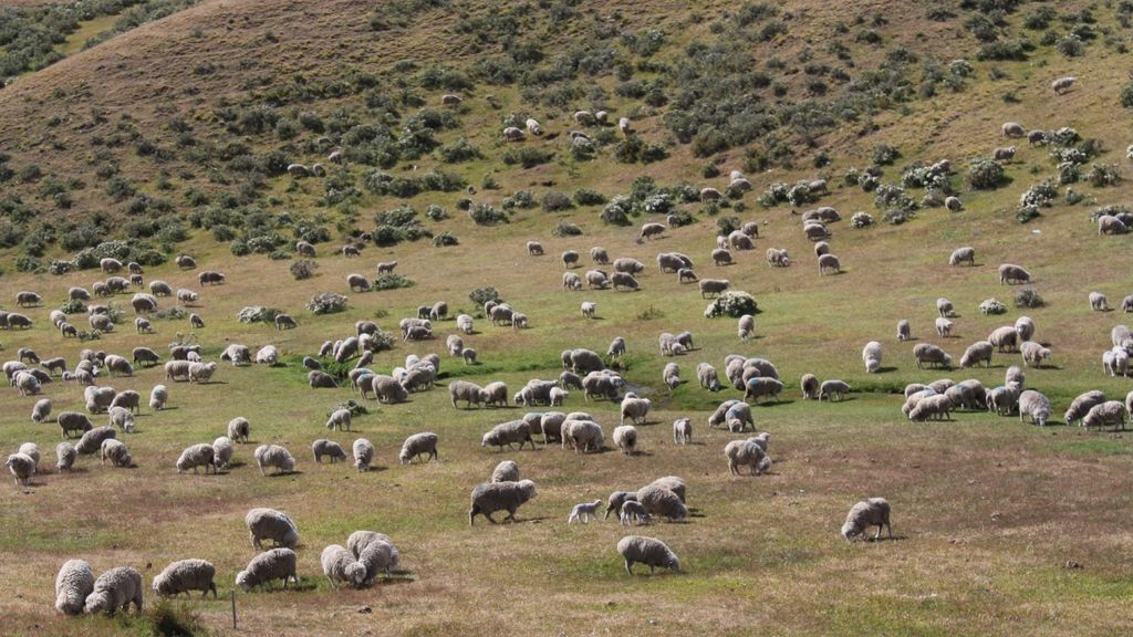 ovejas_en_estancia_2