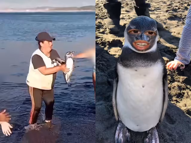 mujerpinguinopuq mujerpinguinopuq