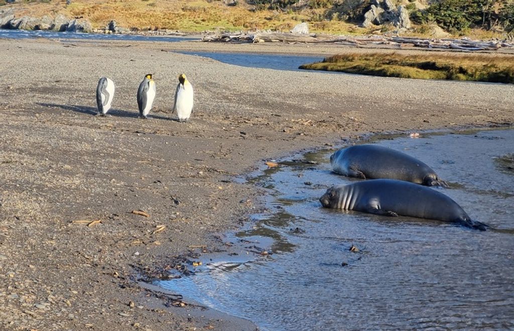 WCS ELEFANTES6 WCS ELEFANTES6