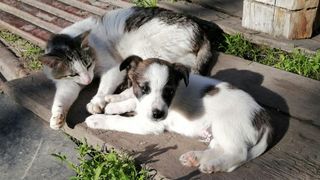 Tenencia Responsable Tenencia Responsable