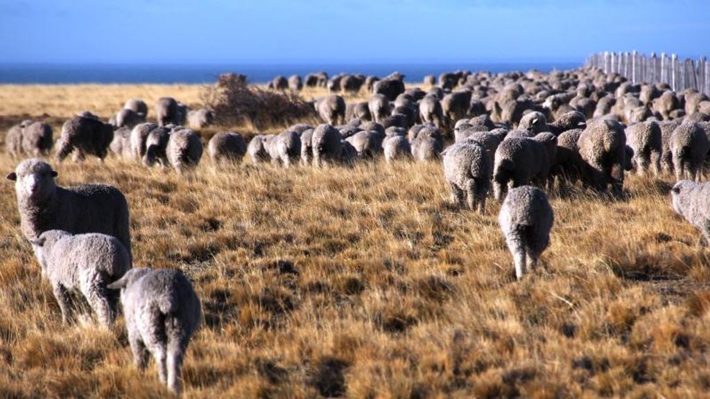 Ovinos Magallanes Ovinos Magallanes