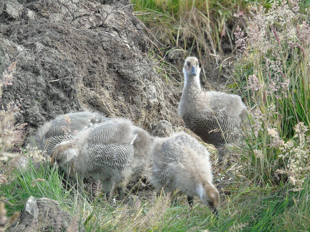 caiquen polluelos (baja) caiquen polluelos (baja)