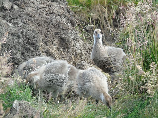 caiquen polluelos (baja) caiquen polluelos (baja)