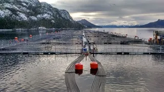 salmonmagallanes