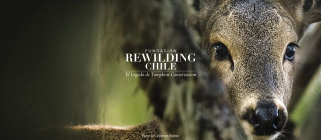 fundacionrewilding fundacionrewilding
