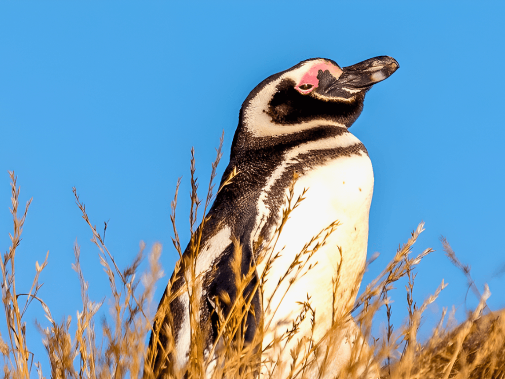 PINGÜINO-MAGALLÁNICO PINGÜINO-MAGALLÁNICO