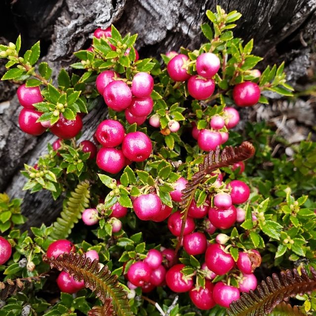La chaura es un arbusto nativo de Chile