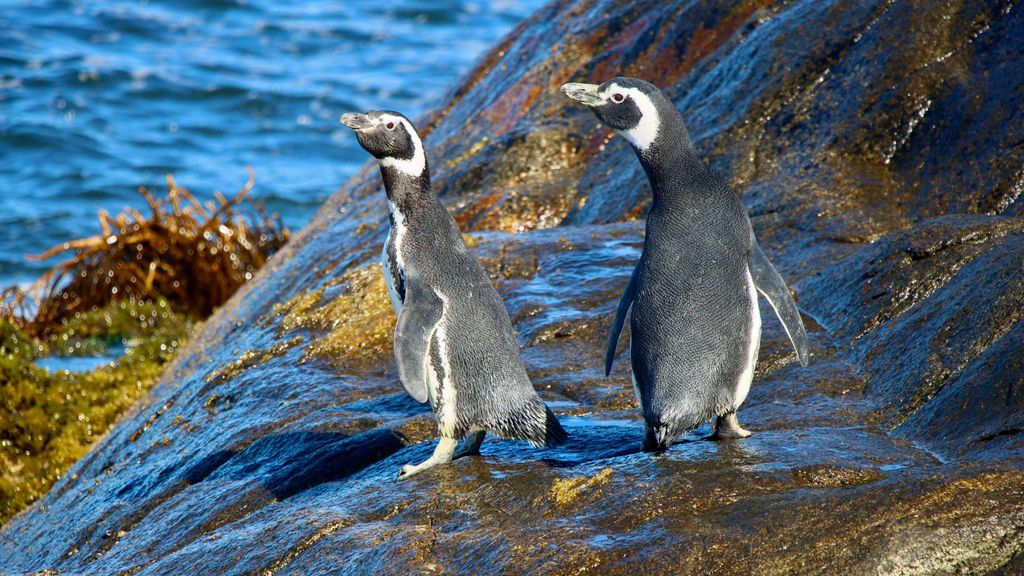 pingüino de humboldt pingüino de humboldt