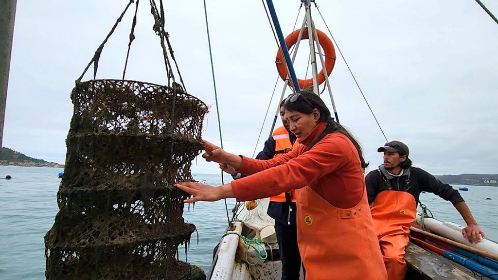 acuicultora coliumo (2) acuicultora coliumo (2)