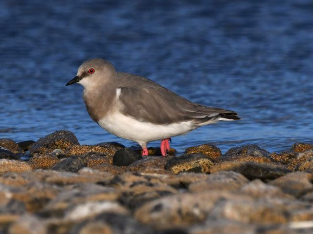 Chorlo-Mag_Ricardo-Matus_3-1024x801 Chorlo-Mag_Ricardo-Matus_3-1024x801