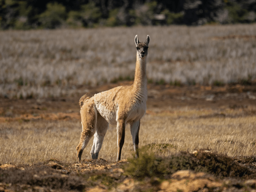 Chile - Guanaco Chile - Guanaco