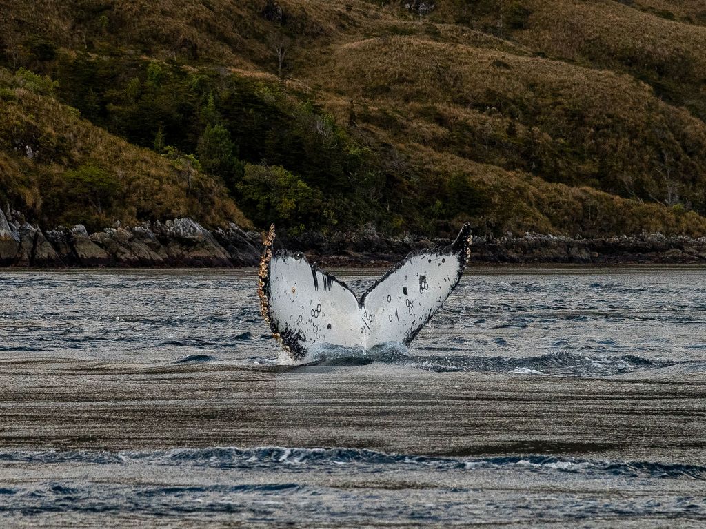 Ballena Jorobada 03 ©  Cristobal Olivares Greenpeace (1) Ballena Jorobada 03 ©  Cristobal Olivares Greenpeace (1)