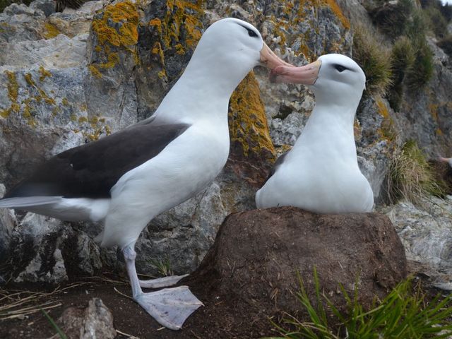 planmanejoacmu planmanejoacmu