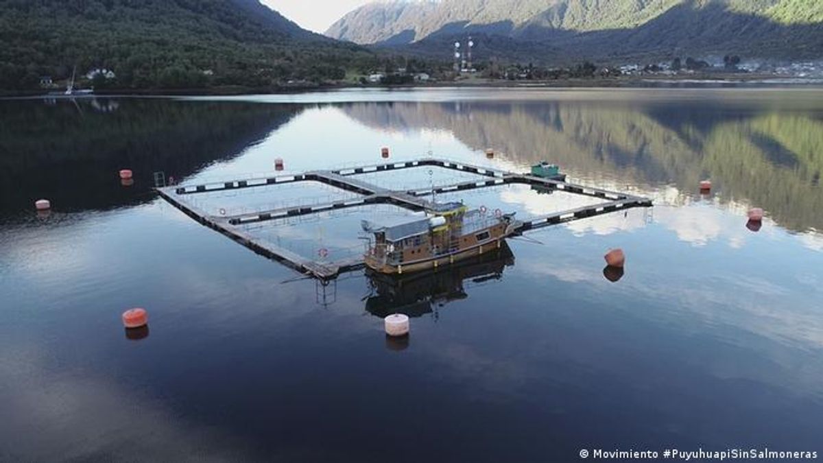 CIENTÍFICOS Y ACTIVISTAS ADVIERTEN IMPACTOS DE LA SALMONICULTURA EN FIORDOS DE LA PATAGONIA