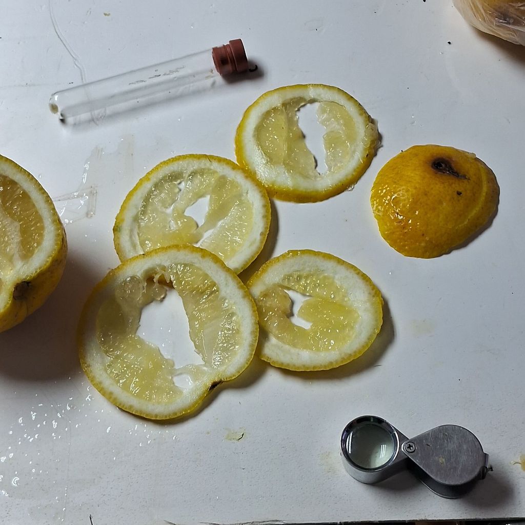 deteccion mosca de la fruta2