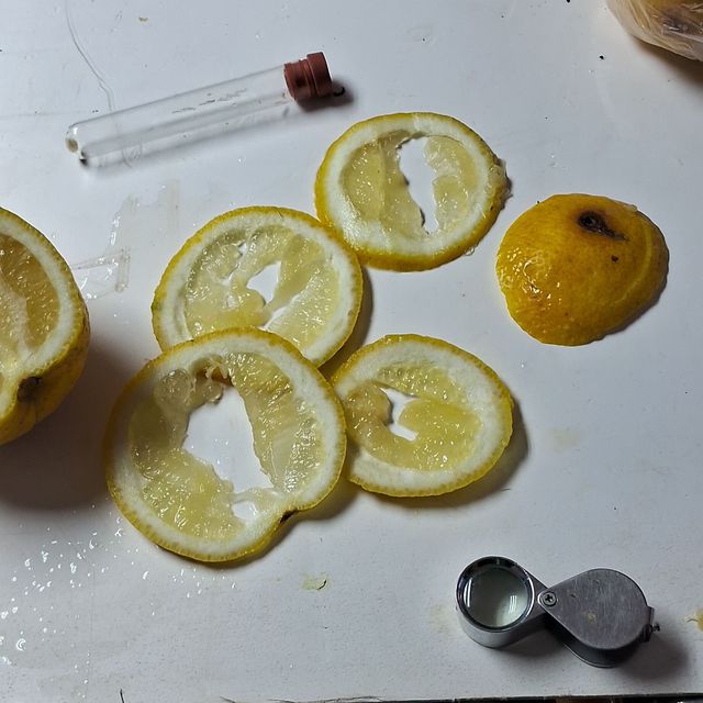 deteccion mosca de la fruta2